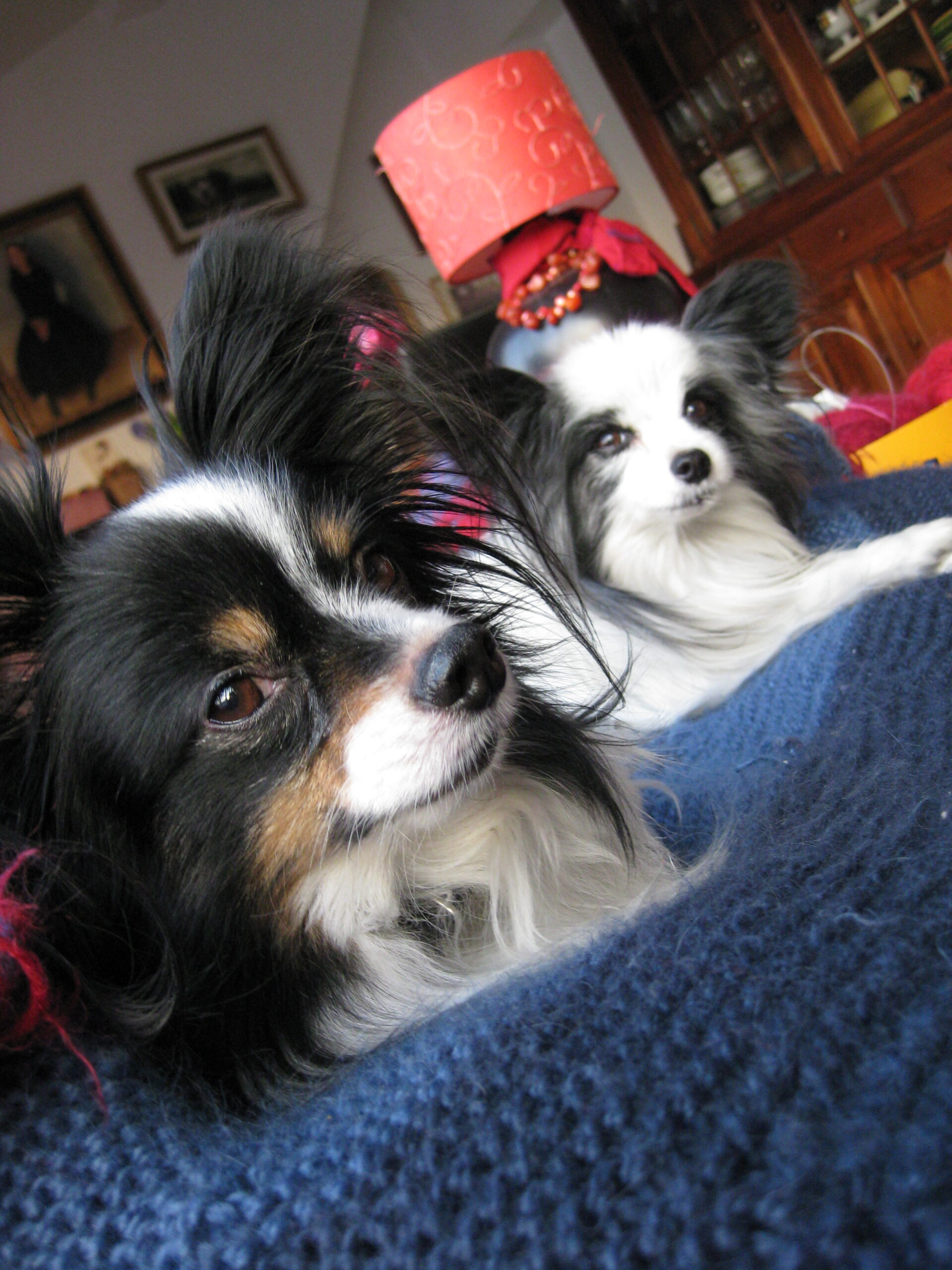 all dogs are love, but there’s something about papillons…