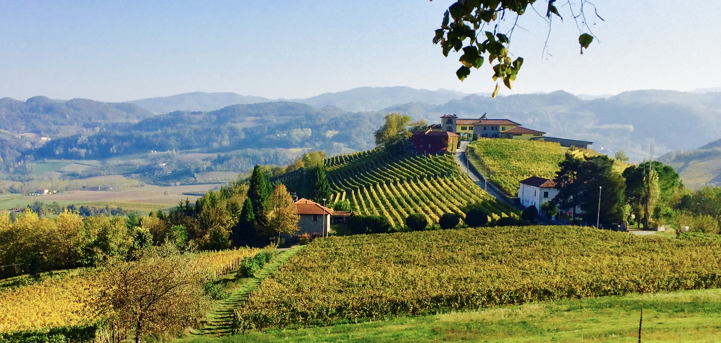 October environs along the vines in Piemonte, Italy