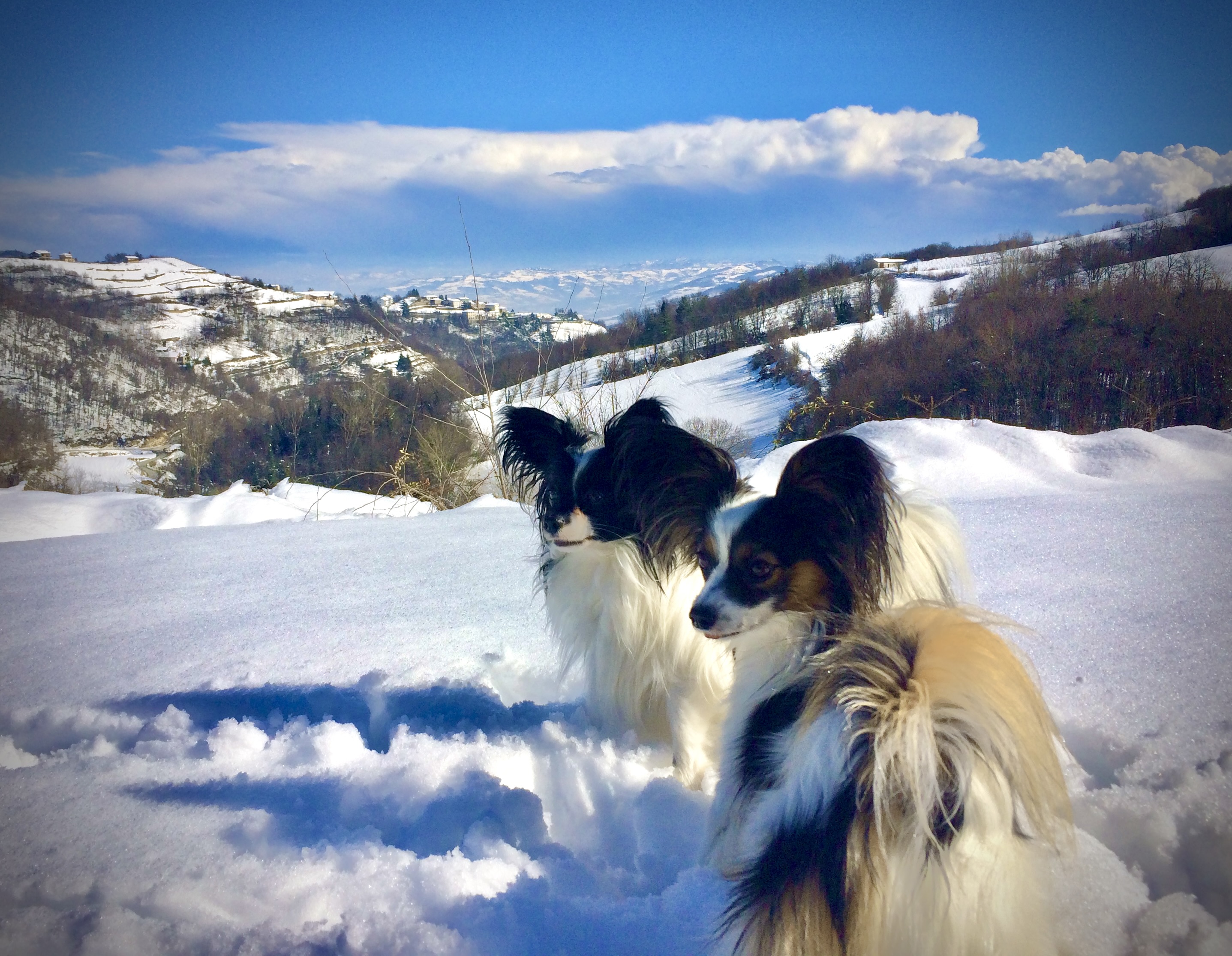 Gigi and Gastone in the snow